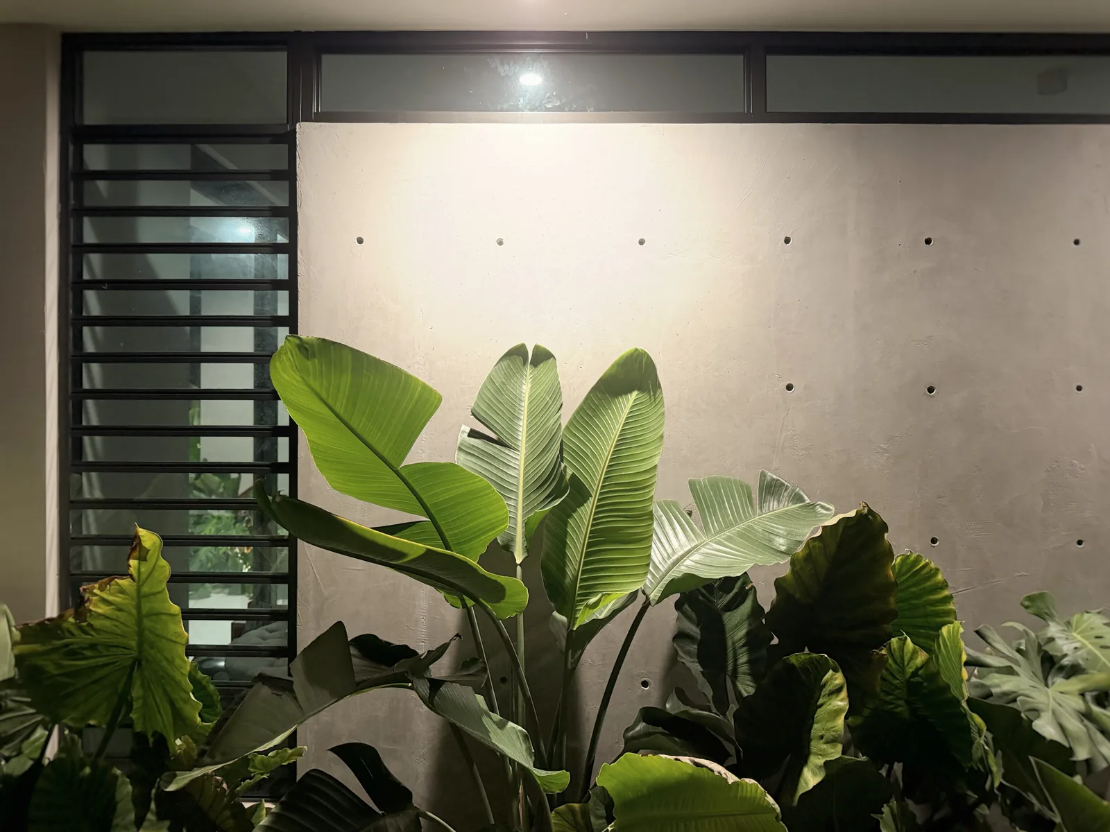 Paseo Real Addition — bird of paradise detail at night